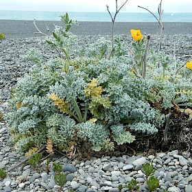 Horned poppy