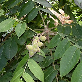 Japanese walnut