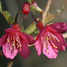 Taiwan cherry