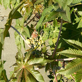 Castor oil plant