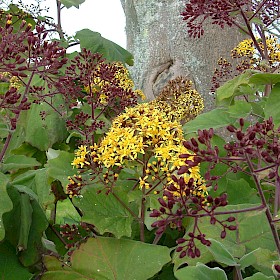 Velvet groundsel