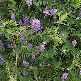 Goat’s rue