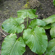 Photo: Carolyn Lewis