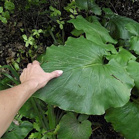 Himalayan giant lily