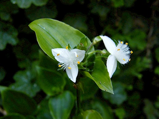 Tradescantia, 2015 ‘winner’ of NZ Plant Conservation Network’s worst weed category