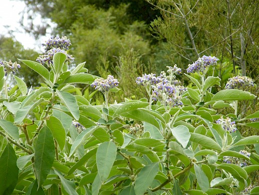 Woolly nightshade in flower