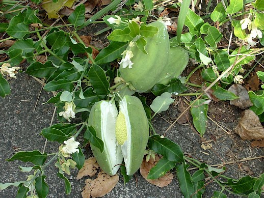 Moth plant pods before they ripen