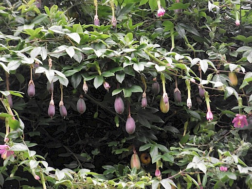 Banana passionfruit flowers and fruit