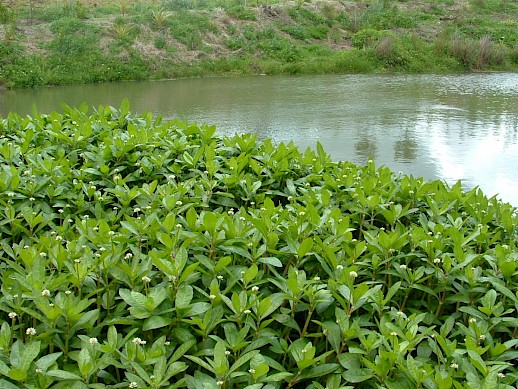 Alligator weed in stormwater pond