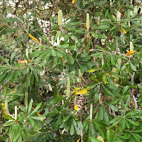 Coastal banksia