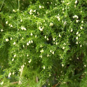 Ferny asparagus