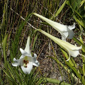 Formosa lily