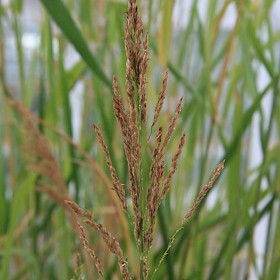 Johnson grass