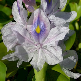 Water hyacinth