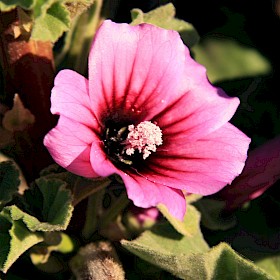 Tree mallow