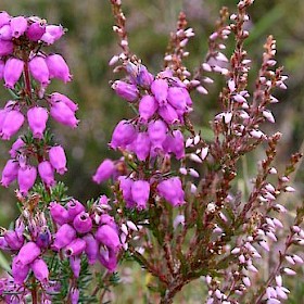 Bell heather