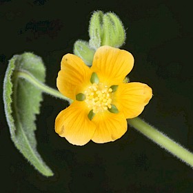 Velvetleaf