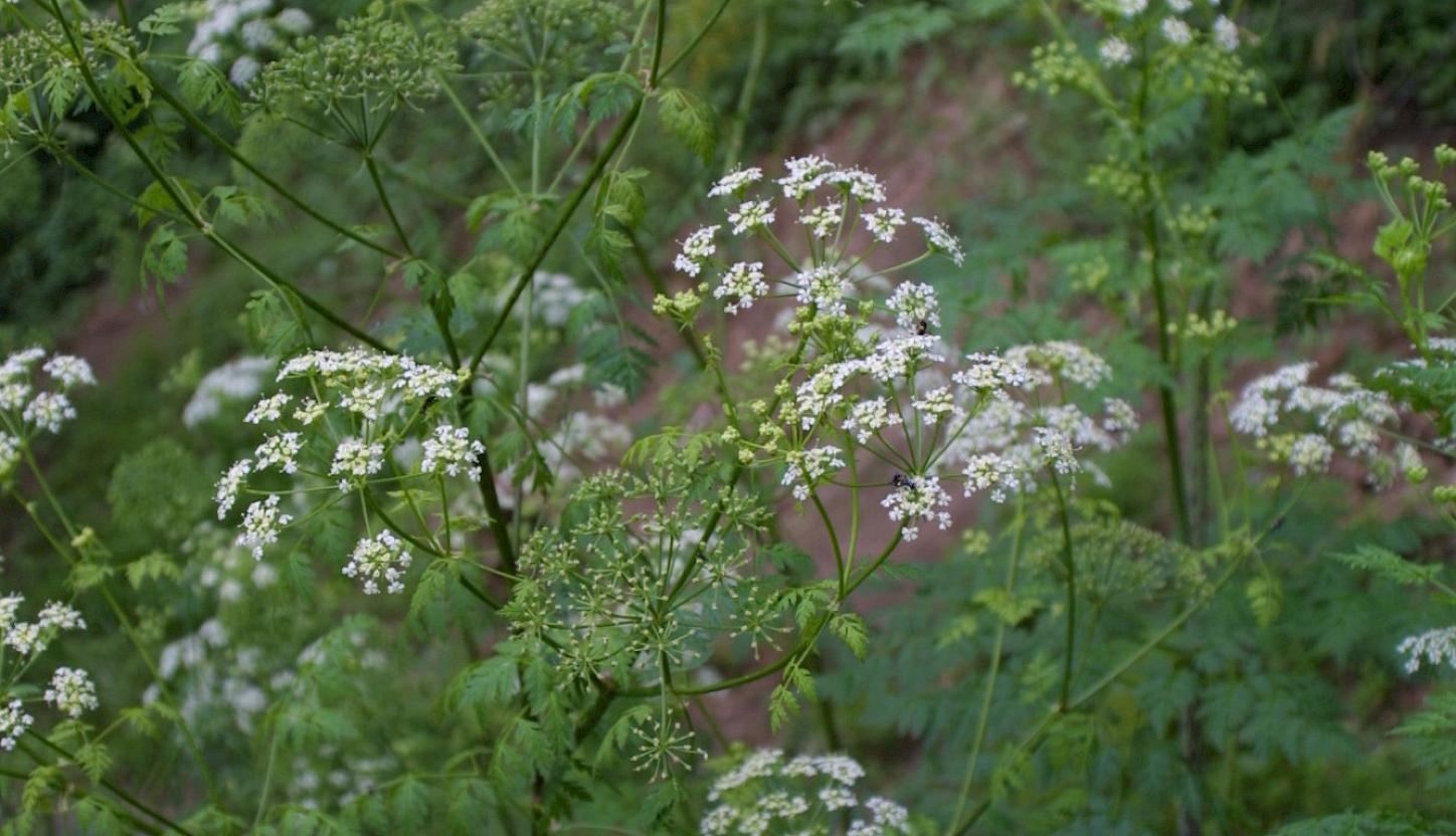 Hemlock