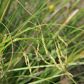 Australian sedge