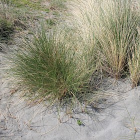 Marram grass